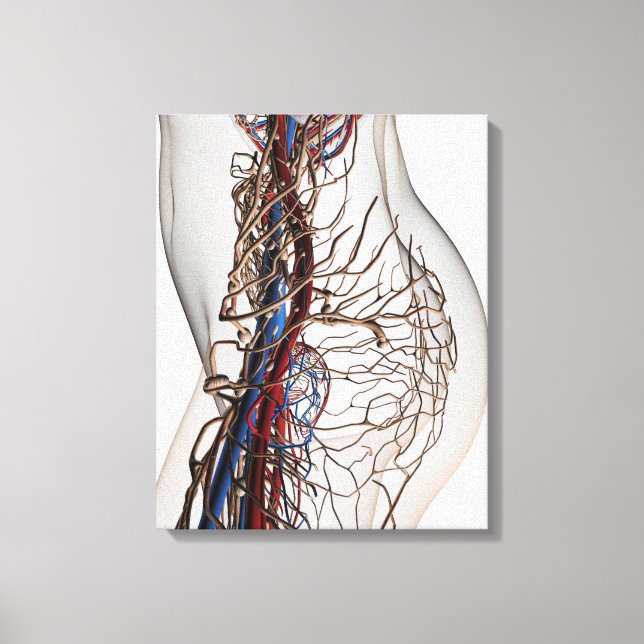 Lienzo Ilustracion Médico De Las Arterias 2 (Anverso)