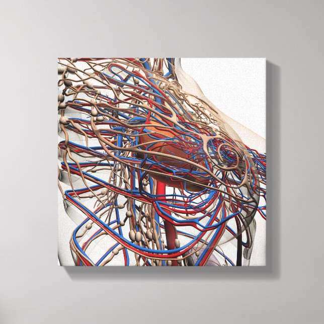 Lienzo Ilustracion Médico De Las Arterias Femeninas (Anverso)