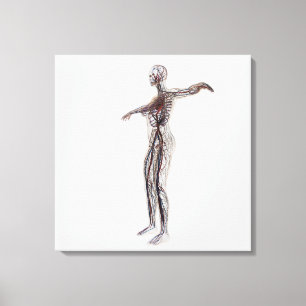 Lienzo Ilustracion médico de las arterias femeninas,