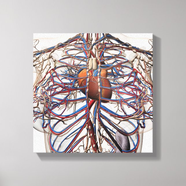 Lienzo Ilustracion Médico De Las Arterias Femeninas (Anverso)