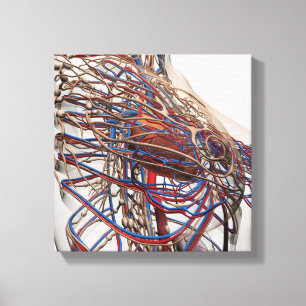 Lienzo Ilustracion médico de las arterias femeninas del