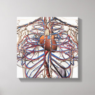 Lienzo Ilustracion médico de las arterias femeninas del