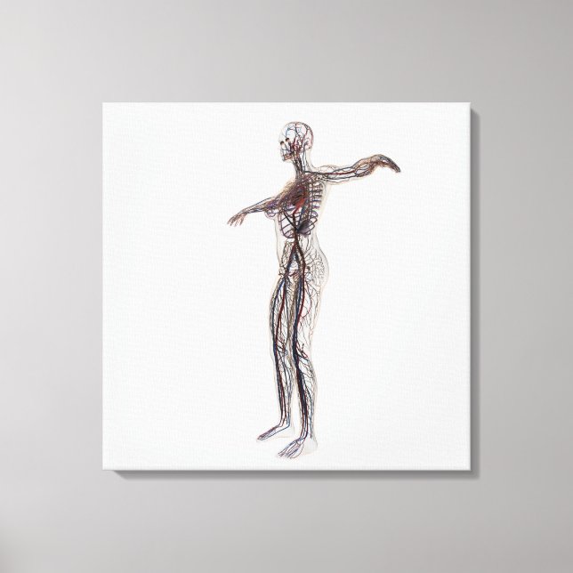 Lienzo Ilustracion Médico De Las Arterias Femeninas, Vena (Anverso)