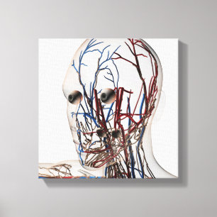 Lienzo Ilustracion médico de las arterias principales 2