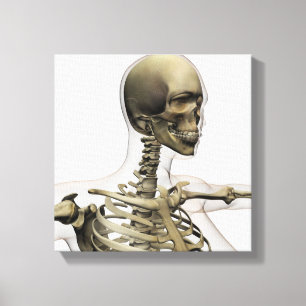 Lienzo Ilustracion médico de un cráneo de las mujeres y