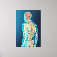 Ilustracion Médico Del Cerebro Humano Y El Estem C