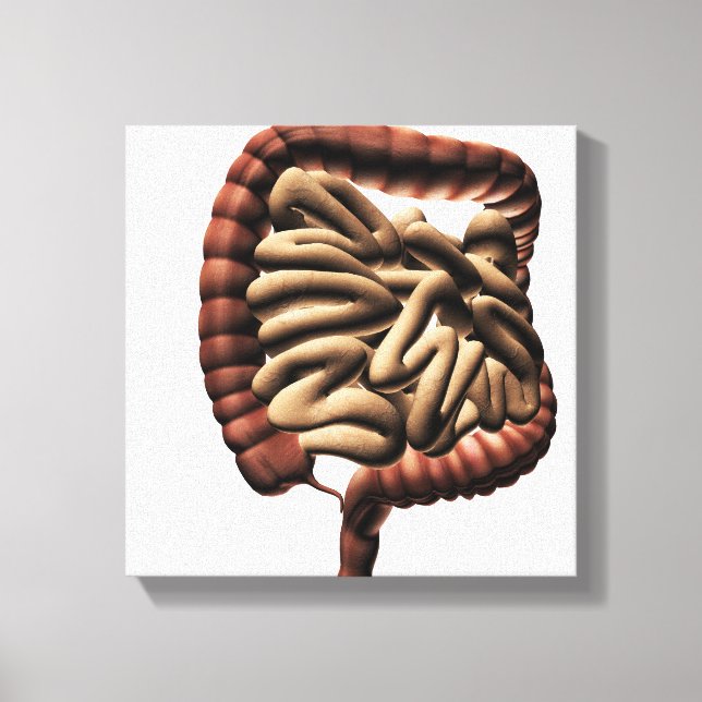 Lienzo Ilustracion Médico Del Gran Intestino (Anverso)
