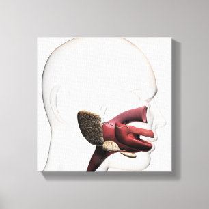 Lienzo Ilustracion médico del ser humano digestivo