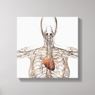 Lienzo Ilustracion médico del sistema linfático femenin