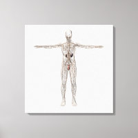 Ilustracion Médico Del Sistema Linfático Masculino