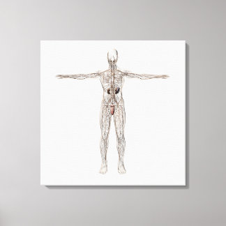 Lienzo Ilustracion Médico Del Sistema Linfático Masculino
