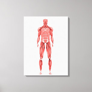 Lienzo Ilustracion Médico Del Sistema Muscular Masculino