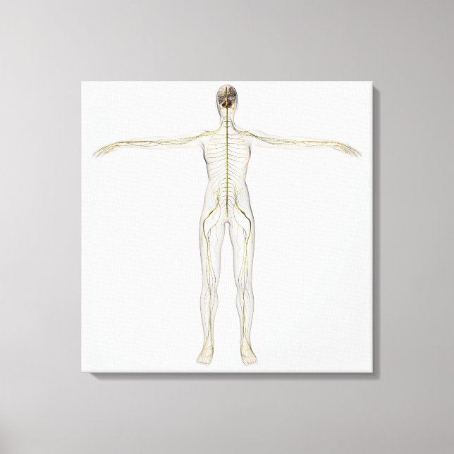 Lienzo Ilustracion Médico Del Sistema Nervioso Humano (Anverso)