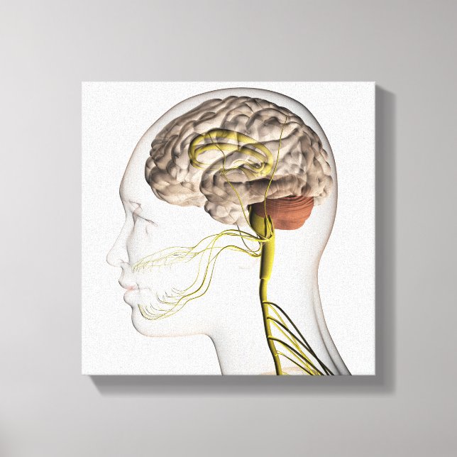 Lienzo Ilustracion Médico Del Sistema Nervioso Humano 1 (Anverso)