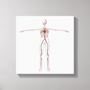 Lienzo Ilustracion médico: Sistema circulatorio femenino