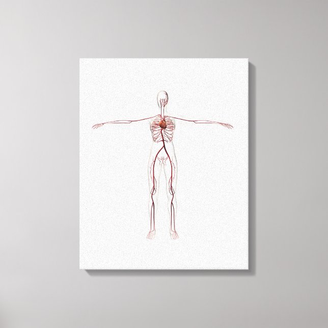 Lienzo Ilustracion médico: Sistema circulatorio femenino  (Anverso)