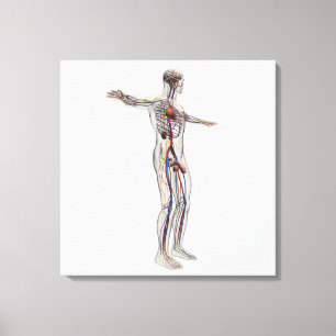 Lienzo Ilustracion médico: Sistema reproductivo masculin