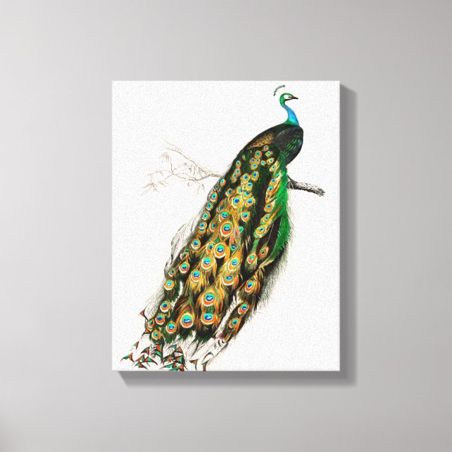 Lienzo Ilustracion Peacock Pintura (Anverso)