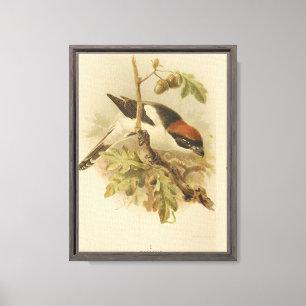 Lienzo Ilustración Vintage de Alcaudón Común