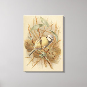 Lienzo Ilustracion vintage de Bluetit