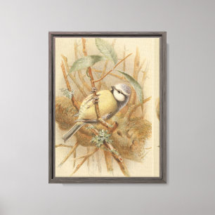 Lienzo Ilustración vintage de herrerillo