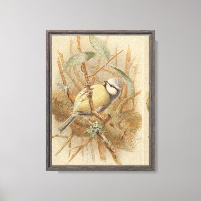 Lienzo Ilustración vintage de herrerillo (Anverso)