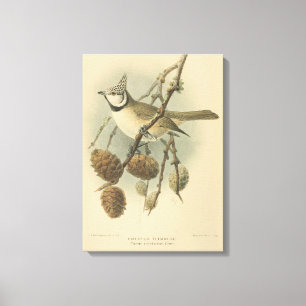 Lienzo Ilustracion vintage de la teta europea en reposo