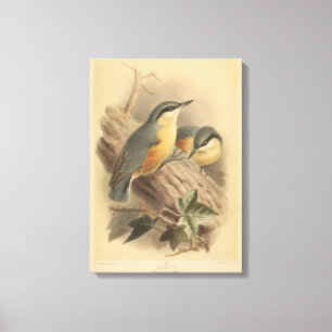 Lienzo Ilustracion vintage de Nuthatch