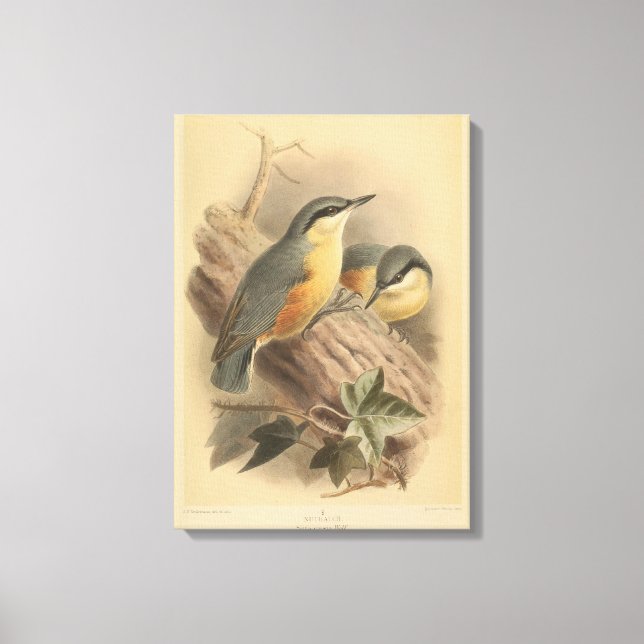 Lienzo Ilustracion vintage de Nuthatch (Anverso)