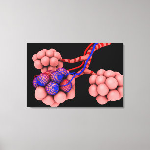 Lienzo Imagen Conceptual De Alveoli 2
