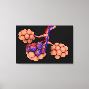 Lienzo Imagen Conceptual De Alveoli 3