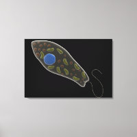 Imagen Conceptual De Euglena 1