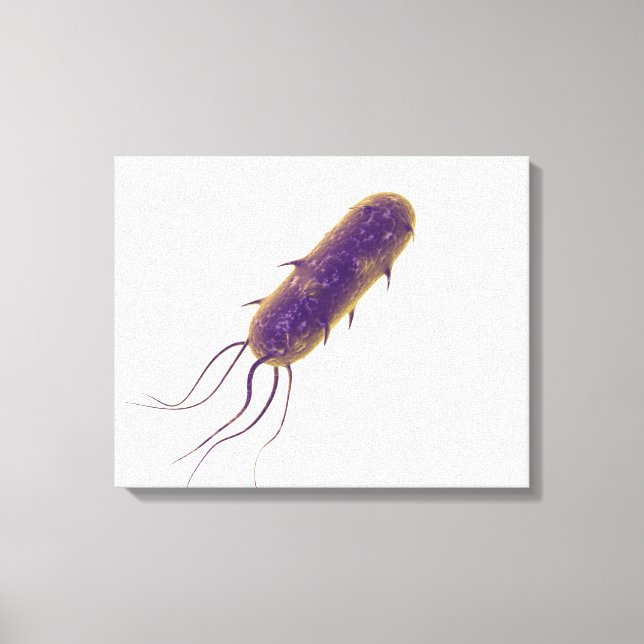 Lienzo Imagen Conceptual De Flagellate Bacterium 2 (Anverso)