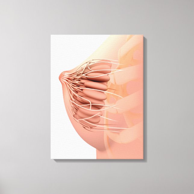 Lienzo Imagen Conceptual De La Anatomía Materna Femenina  (Anverso)