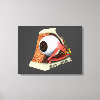 Lienzo Imagen Conceptual De La Anatomía Ocular Humana 1
