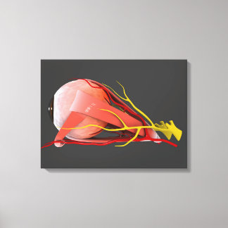 Lienzo Imagen Conceptual De La Anatomía Ocular Humana 4