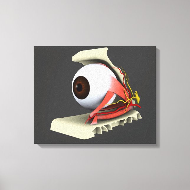 Lienzo Imagen Conceptual De La Anatomía Ocular Humana 6 (Anverso)