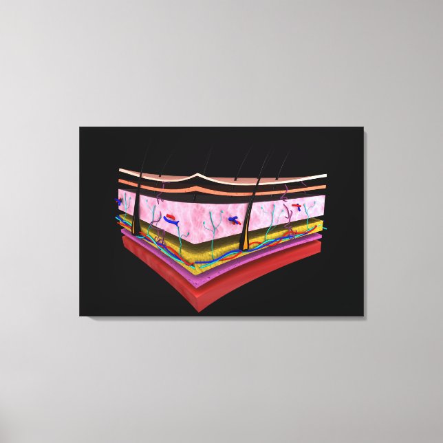 Lienzo Imagen Conceptual De Las Capas De Piel Humana 1 (Anverso)