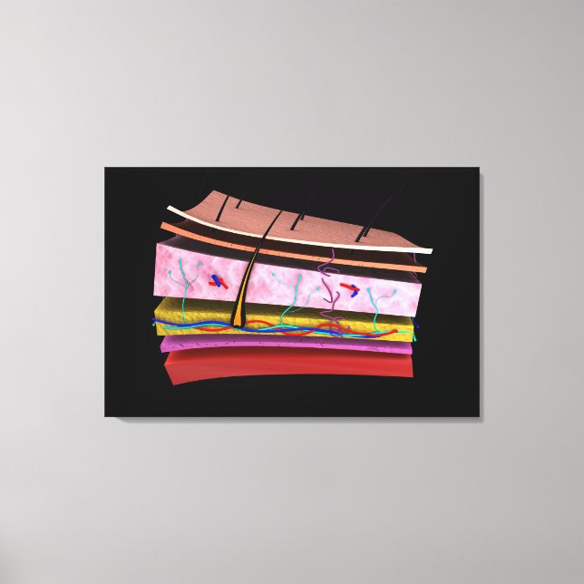 Lienzo Imagen Conceptual De Las Capas De Piel Humana 2 (Anverso)