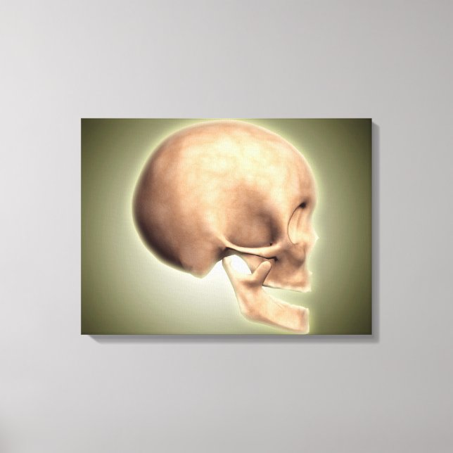Lienzo Imagen Conceptual Del Calavero Humano, Vista Later (Anverso)