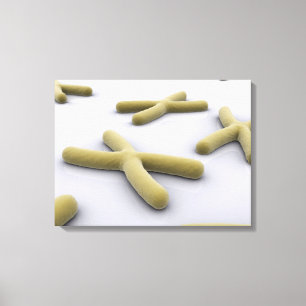 Lienzo Imagen Conceptual Del Cromosoma 1