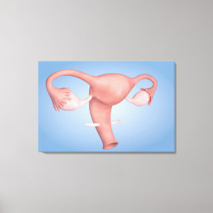 Lienzo Imagen conceptual del órgano reproductivo femenin