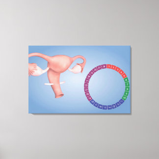 Lienzo Imagen Conceptual Del Órgano Reproductivo Femenino
