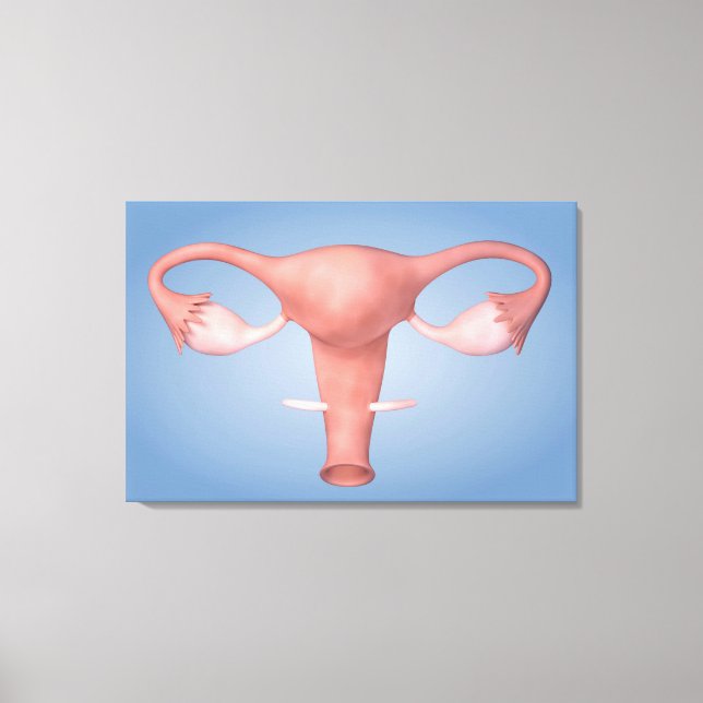 Lienzo Imagen Conceptual Del Órgano Reproductivo Femenino (Anverso)