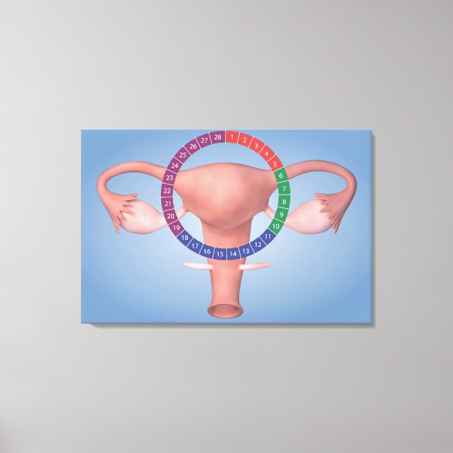 Lienzo Imagen Conceptual Del Órgano Reproductivo Femenino (Anverso)