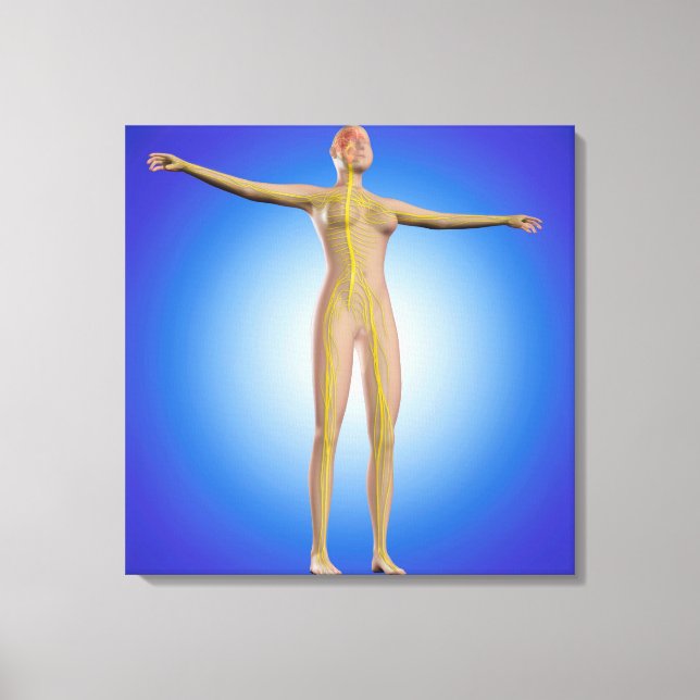 Lienzo Imagen Conceptual Del Sistema Nervioso Femenino (Anverso)