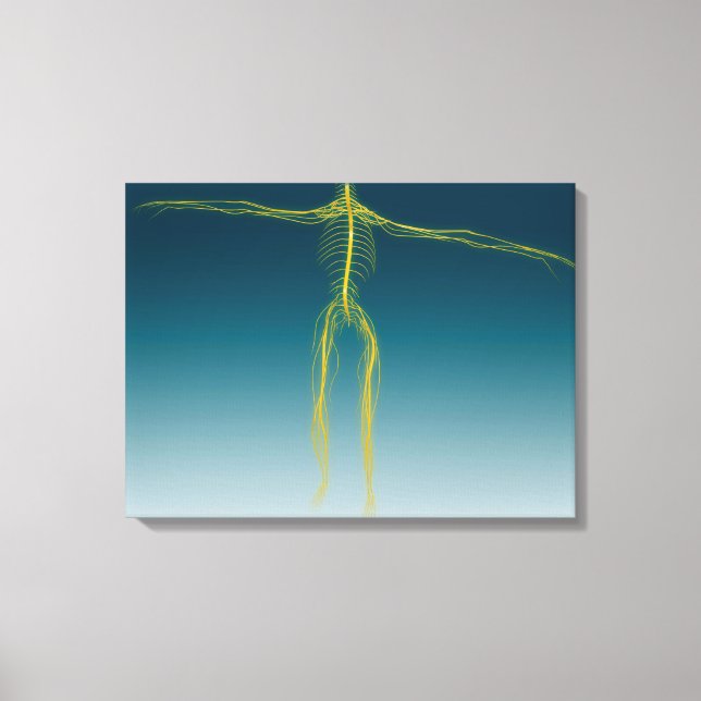 Lienzo Imagen conceptual del sistema nervioso humano 1 (Anverso)