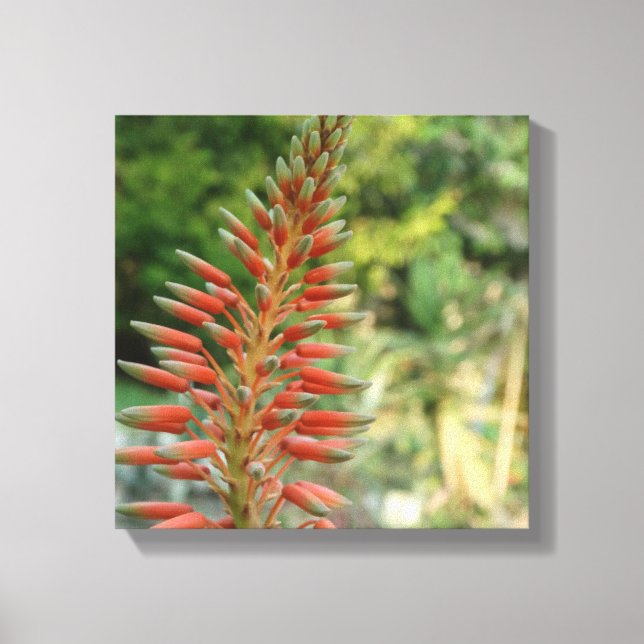 Lienzo Imagen de Aloe Vera Flower Blossom (Anverso)