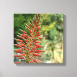 Lienzo Imagen de Aloe Vera Flower Blossom