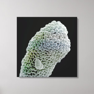Lienzo Imagen de estigma en microscopio electrónico de es